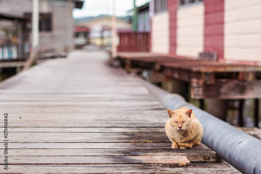 street cat over wooden walkway in Kampong Ayer floating village in the capital of Brunei
