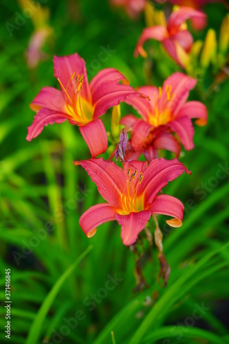 Flowering Day-lily flowers (Hemerocallis flower),  closeup in the sunny day. Hemerocallis fulva. The beauty of decorative flower in garden - Selectice focus