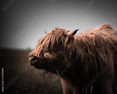Photography Highland Rinder in Sank-Peter-Ording