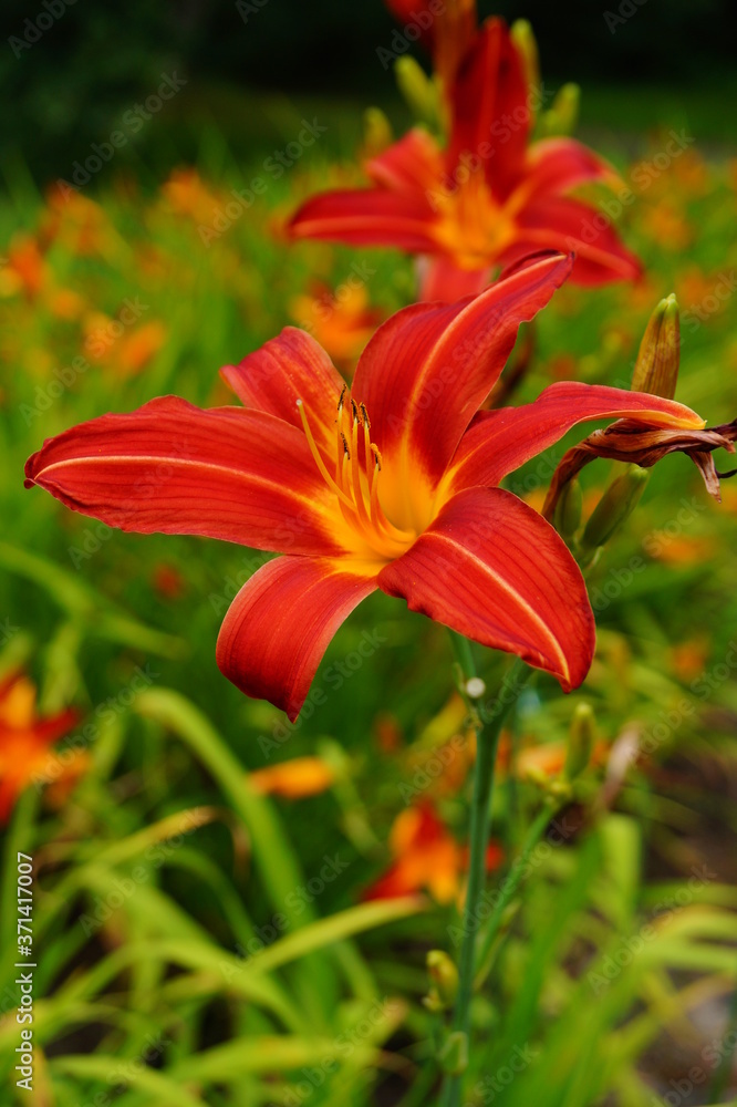Flowering Day-lily flowers (Hemerocallis flower), closeup in the sunny day. Hemerocallis fulva. The beauty of decorative flower in garden - Selectice focus Flowering Day-lily flowers (Hemerocallis flower), closeup in the sunny day. Hemerocallis fulva. The beauty of decorative flower in garden - Selectice focus