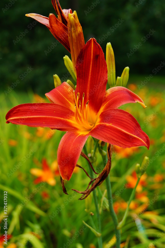 Flowering Day-lily flowers (Hemerocallis flower), closeup in the sunny day. Hemerocallis fulva. The beauty of decorative flower in garden - Selectice focus Flowering Day-lily flowers (Hemerocallis flower), closeup in the sunny day. Hemerocallis fulva. The beauty of decorative flower in garden - Selectice focus