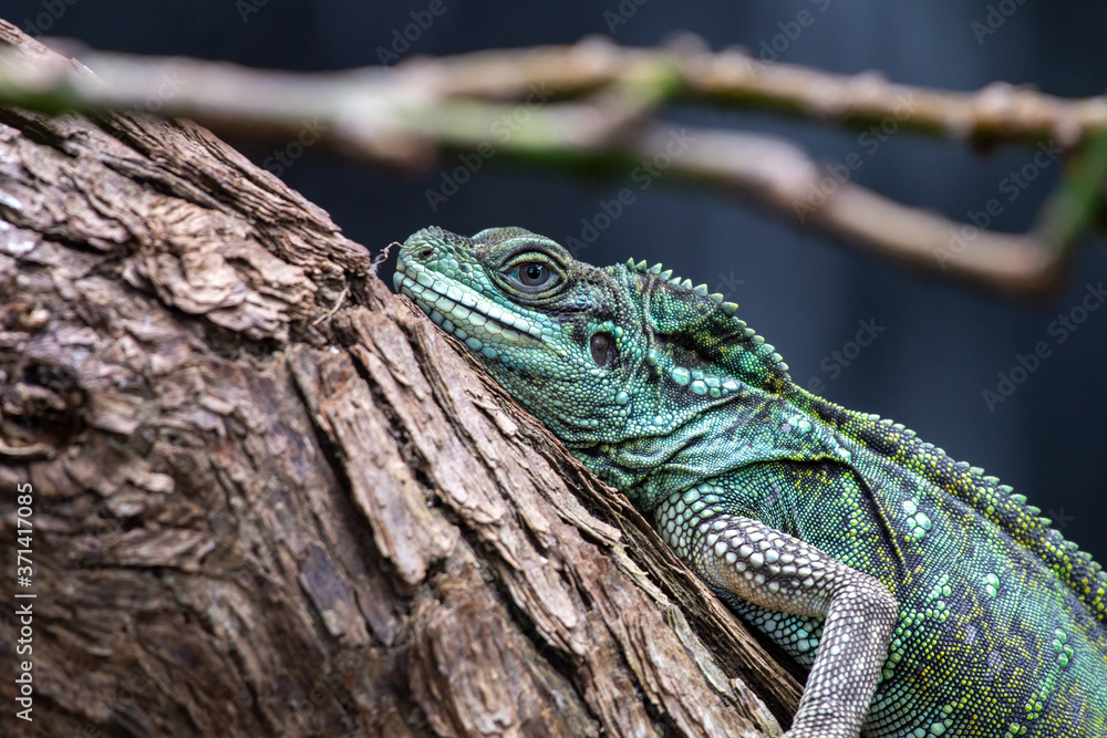 A Green Iguana (Iguana iguana) sits motionless along a tree branch in the rainforest. A Green Iguana (Iguana iguana) sits motionless along a tree branch in the rainforest.