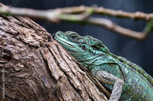 A Green Iguana (Iguana iguana) sits motionless along a tree branch in the rainforest.