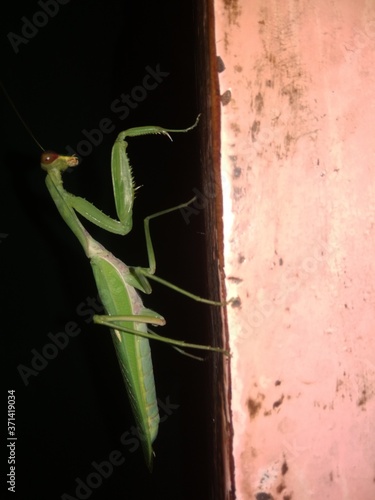 Closup picture of Grasshopper
