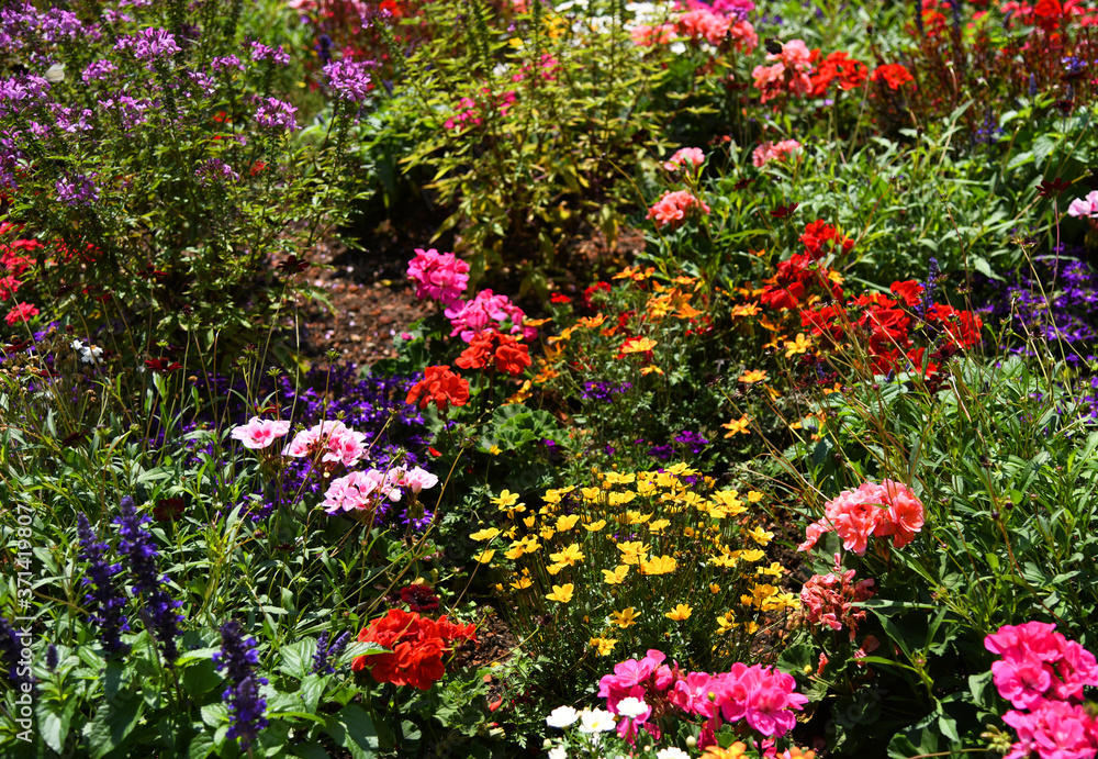 Fototapeta premium bunt blühendes Blumenbeet