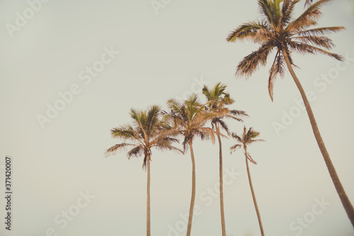 retro style palm trees image vintage old fashioned colour tropical ocean beach side