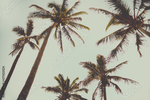retro style palm trees image vintage old fashioned colour tropical ocean beach side avobe