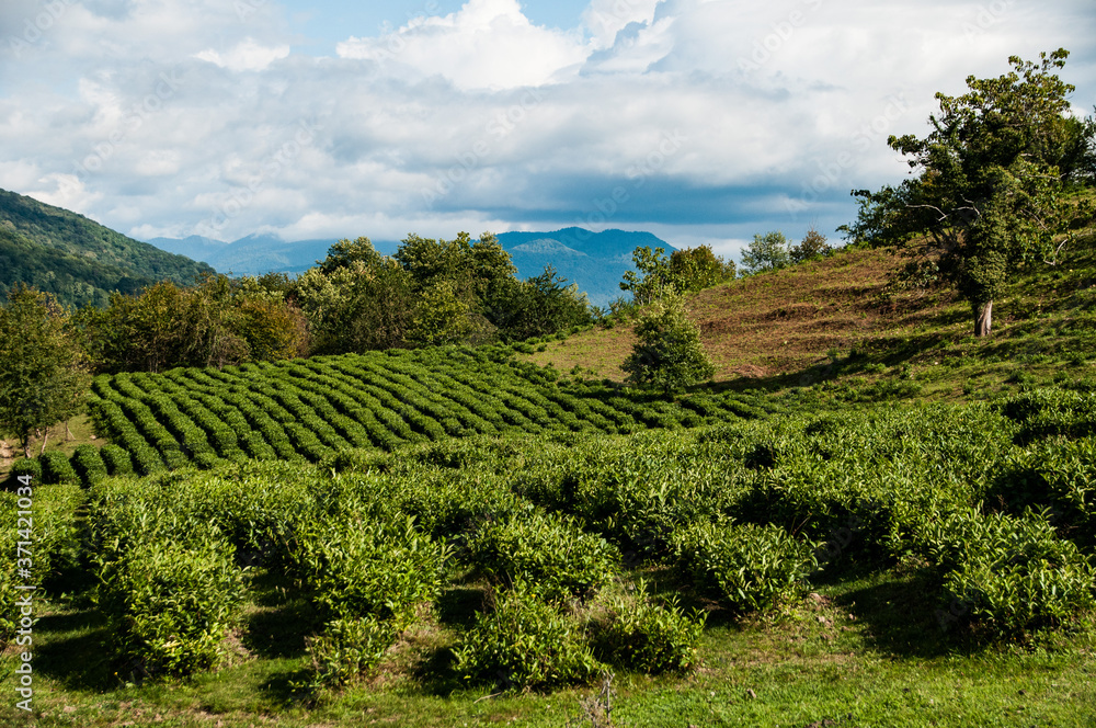 Tea plantations in the mountains of the Krasnodar territory