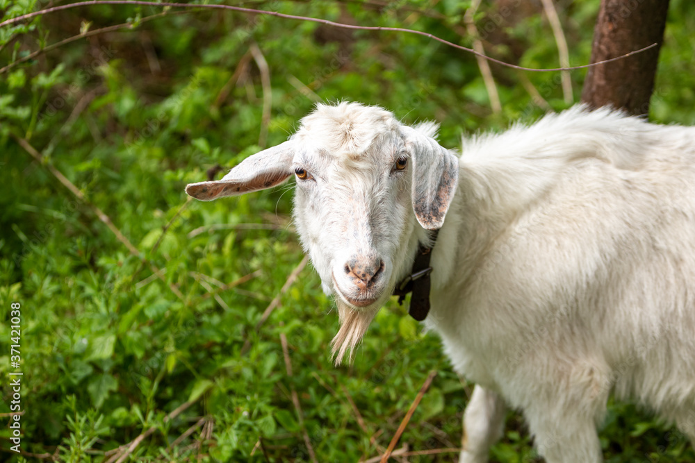 White goat on the field in a village close up. White goat on the field in a village close up.
