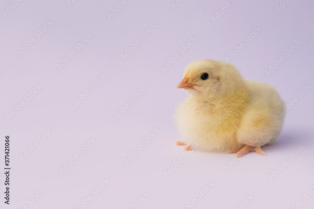small yellow chicken on a light background small yellow chicken on a light background