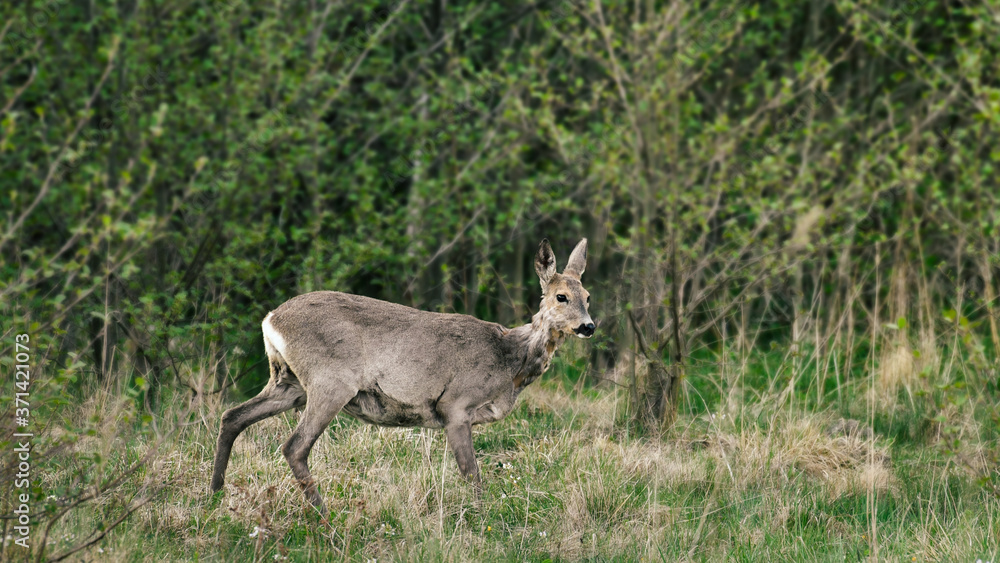 Fototapeta premium A young deer grazes in a meadow near the forest.