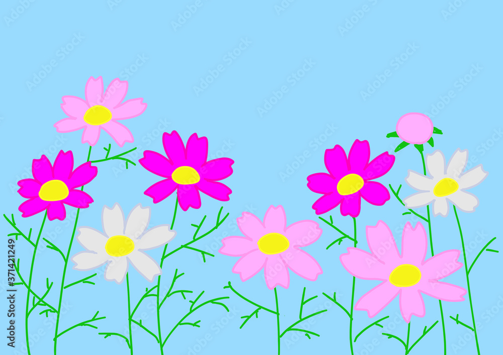 Naklejka premium 色とりどりのコスモス