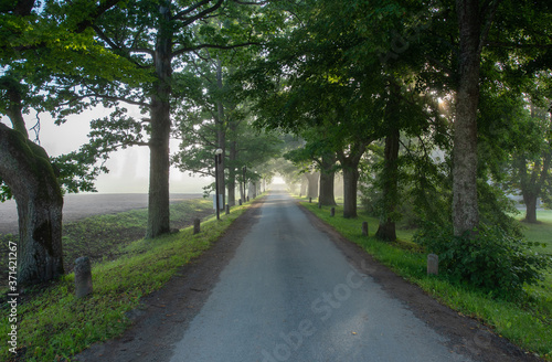 estonian summer landscape