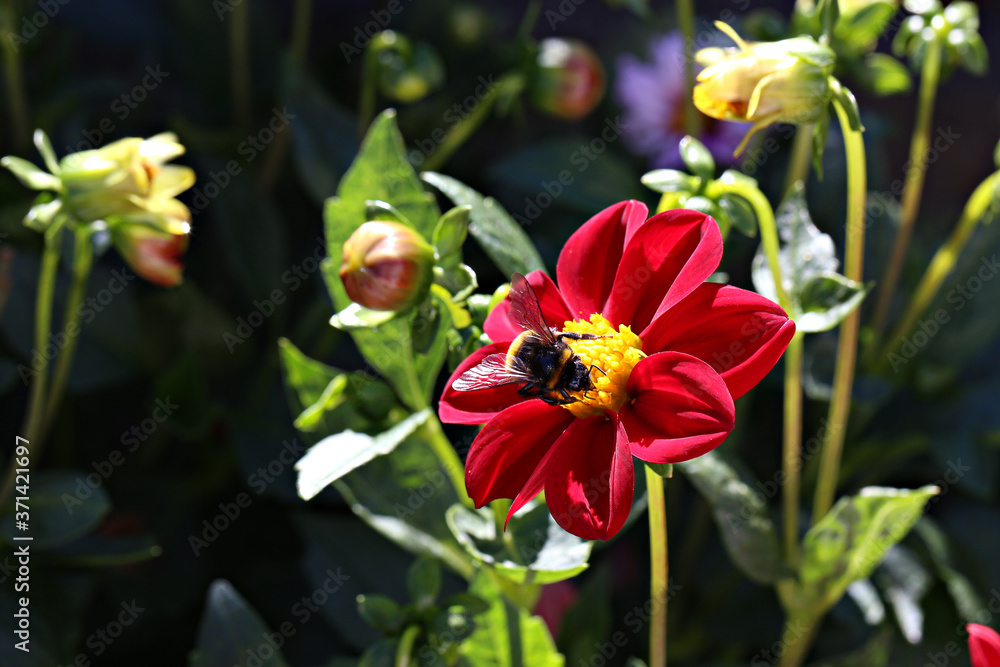 Obraz premium Nature. Bumblebee collects nectar from dahlia flower.