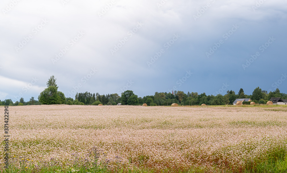estonian summer landscape