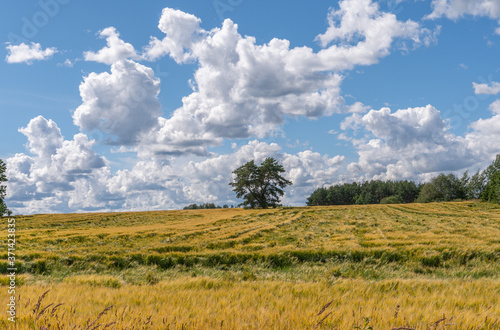 estonian summer landscape
