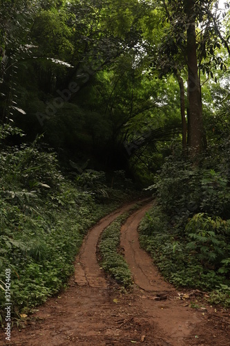path in the forest