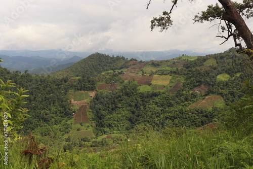 mountain landscape with trees