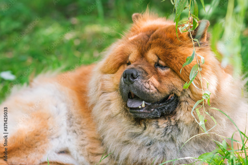 Portrait of a dog, Chinese breed Chow chow. Lying on the grass.