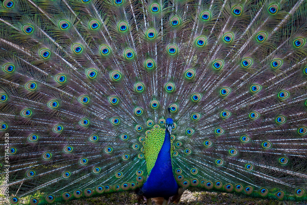 Obraz premium Majestic male peacock in full iridescent display radiating confidence, drama and visual power