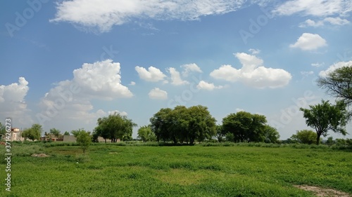 landscape with trees