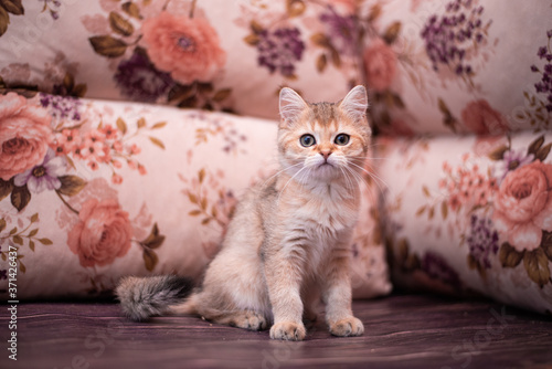 kitten Scottish British cat Burmese munchkin animals 