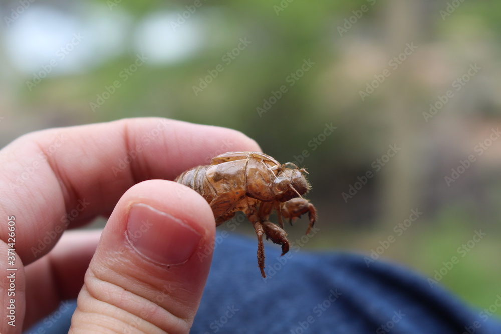 Obraz premium BUG cicada Ecdysis changing Skin