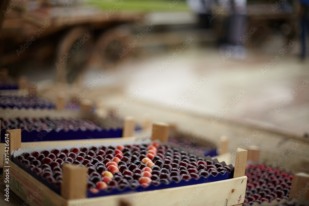 Cherries in a box Cherries in a box