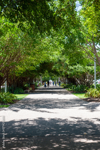 A large sidewalk covered with green trees