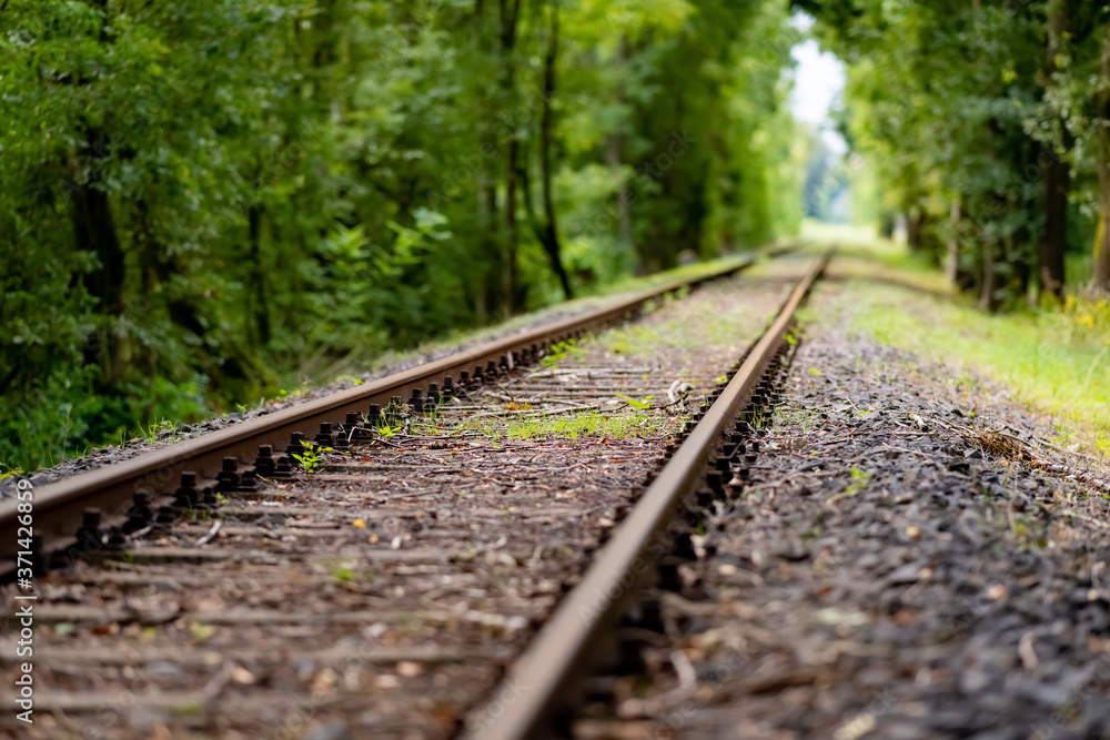 Gleis Eisenbahn Schiene Strecke Profil Bahndamm Wald Bäume Rost Unkraut Vegetation Deutschland Fluchtpunkt Perspektive Zug Nebenstrecke stillgelegt Sinnbild Zukunft Nostalgie Vergangenheit Ära Natur Gleis Eisenbahn Schiene Strecke Profil Bahndamm Wald Bäume Rost Unkraut Vegetation Deutschland Fluchtpunkt Perspektive Zug Nebenstrecke stillgelegt Sinnbild Zukunft Nostalgie Vergangenheit Ära Natur