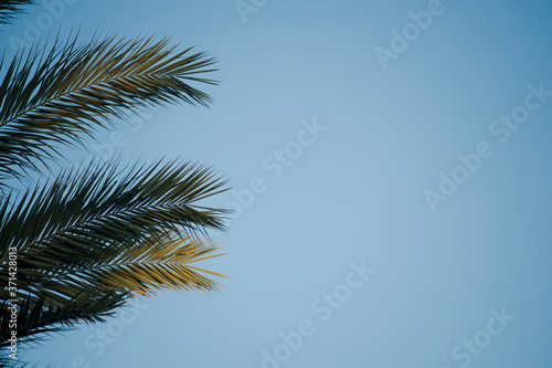 palm trees with blue sky, space for text