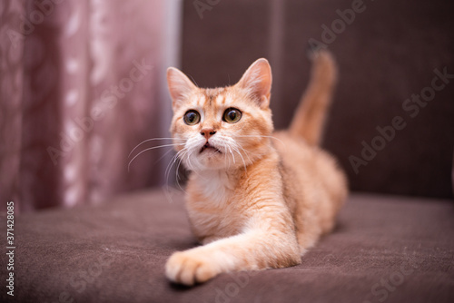 kitten scottish british cat burma munchkin animals 