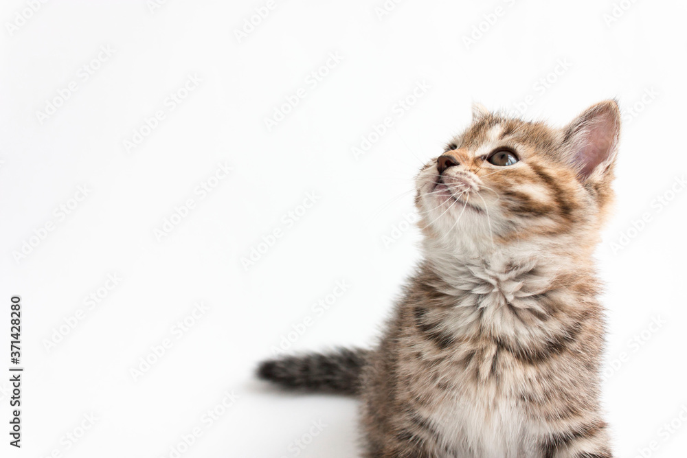 cute striped kitten looks up isolated on white background cute striped kitten looks up isolated on white background