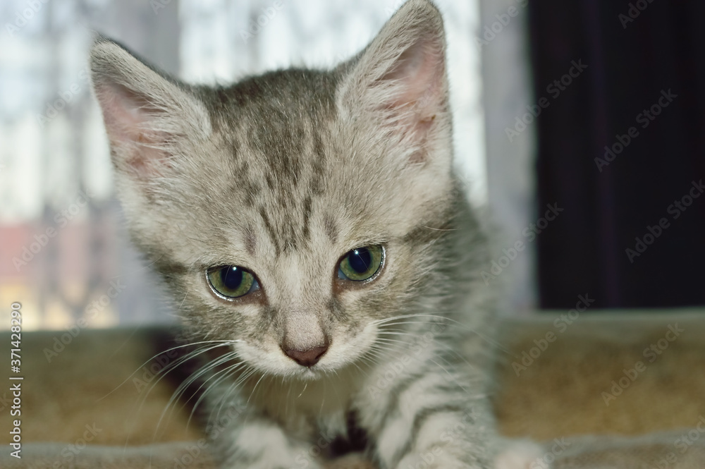 close-up - domestic small gray tabby kitten is curious and playfully examines what is ahead of him