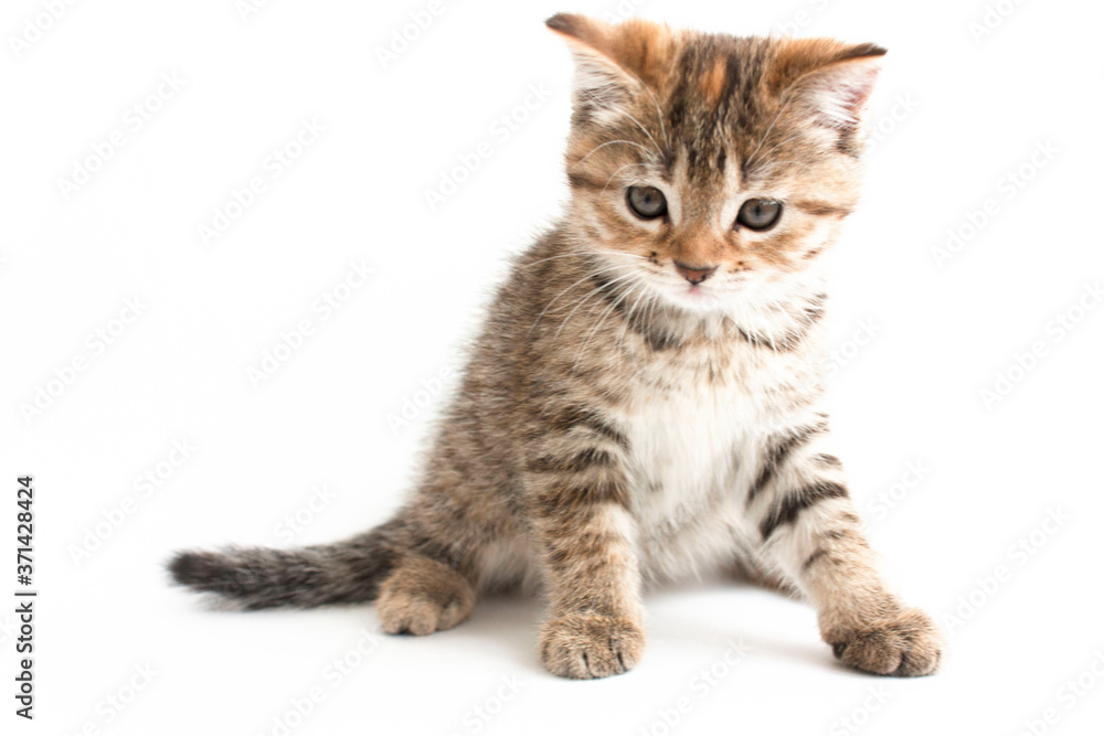 cute striped kitten sitting isolated on white background