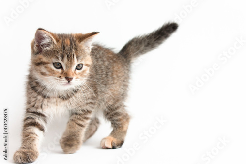 cute tabby kitten stands isolated on a white background