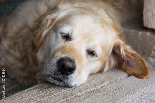 Close up portrait of cute golden labrador retriever dog sleeping and seeing sweet dreams on wooden floor. Selective focus on nose