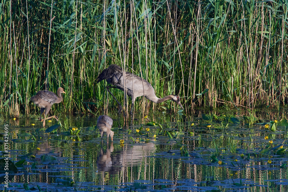 Kranichfamilie im Frühsommer in der Oberlausitz Kranichfamilie im Frühsommer in der Oberlausitz