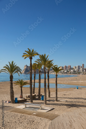 Fototapeta Naklejka Na Ścianę i Meble -  Benidorm palm trees on the beach Spain Costa Blanca 