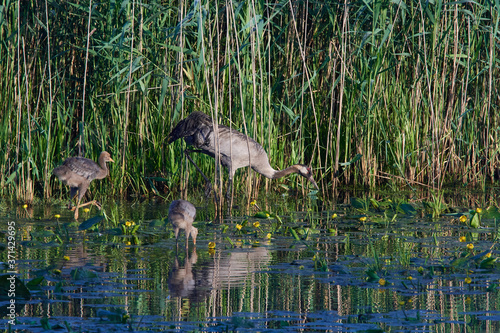 Kranichfamilie im Fr  hsommer in der Oberlausitz 