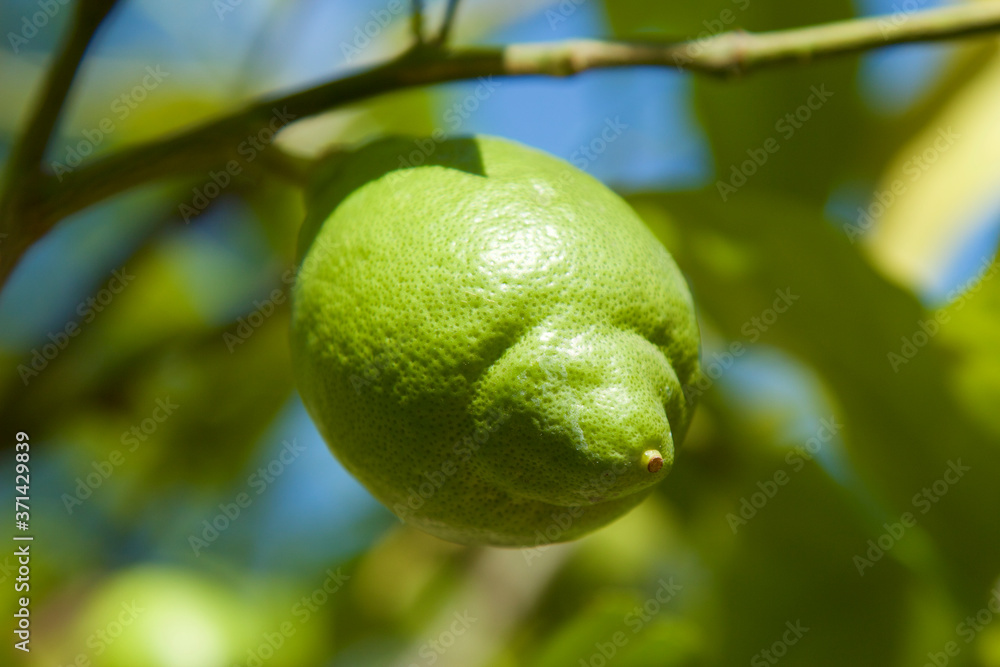 One green lemon grows on a branch in the sunlight on blurred background. Ripening green juicy lemon in the in the sunshine. Beautiful colorful illustration of mediterranean agriculture One green lemon grows on a branch in the sunlight on blurred background. Ripening green juicy lemon in the in the sunshine. Beautiful colorful illustration of mediterranean agriculture