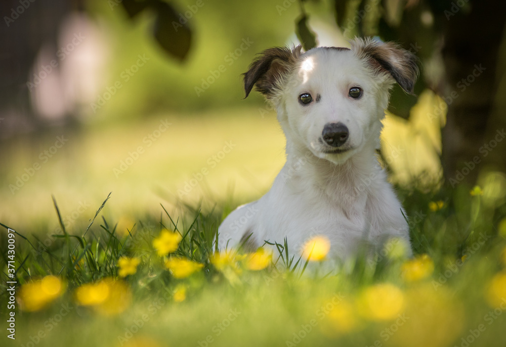 Fototapeta premium Windsprite Welpe