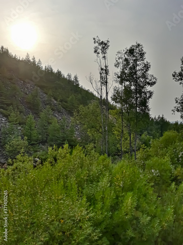 forest in the mountains