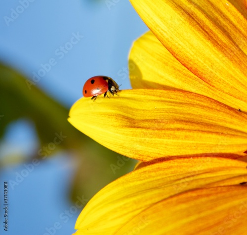 A cute red ladybug sits on the petal of a yellow sunflower. Beautiful petals of a yellow flower on a background of blue sky. Postcard from the landscape of nature