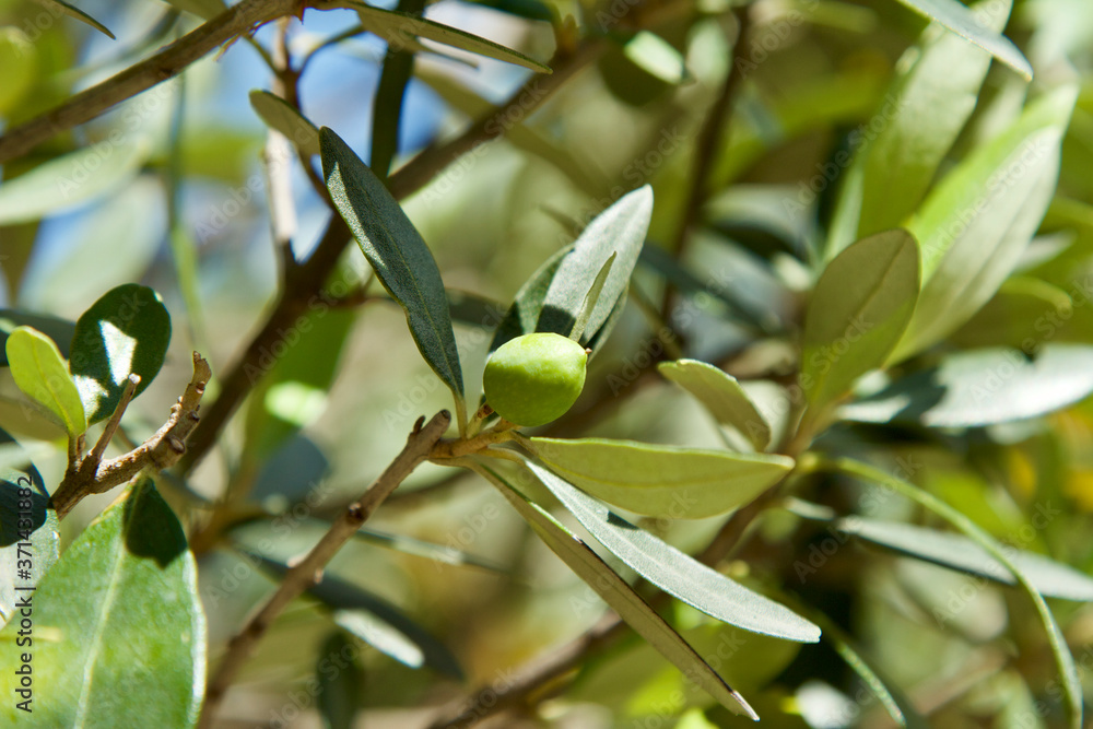 Green growing olive close up on a picturesque deciduous tree on a sunny day. Picturesque natural background for agriculture, postcards, wallpaper. Blurred background Green growing olive close up on a picturesque deciduous tree on a sunny day. Picturesque natural background for agriculture, postcards, wallpaper. Blurred background