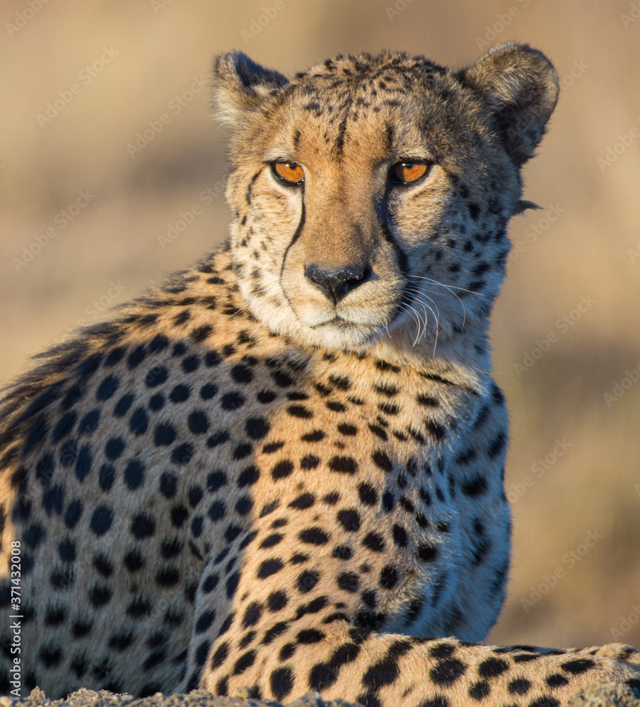 Portrait of a male cheetah (Acinonyx jubatus) in the evening sunlight of the Madikwe Reserve, South Africa Portrait of a male cheetah (Acinonyx jubatus) in the evening sunlight of the Madikwe Reserve, South Africa