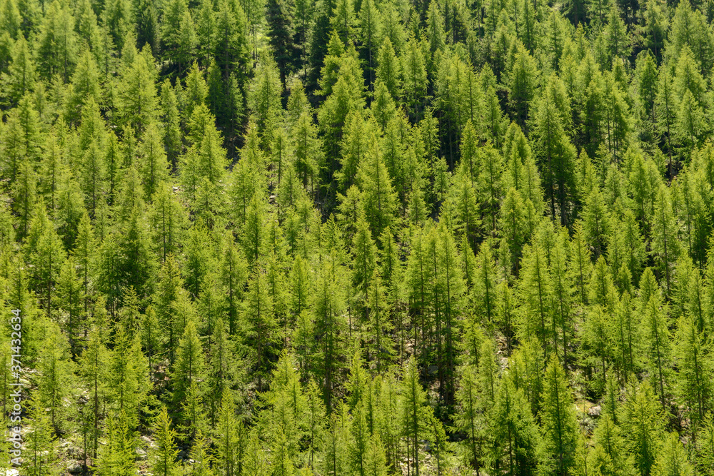 forest of young pines for background. forest of young pines for background.