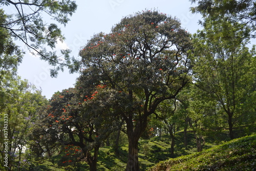 tree in the park