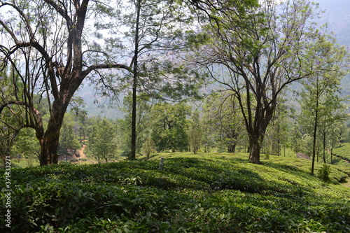 trees in munnar
