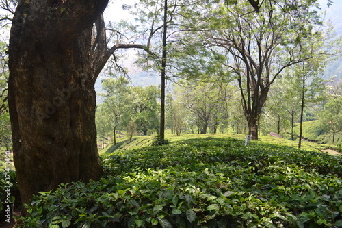 trees in munnar